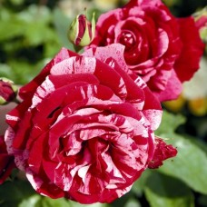 Trandafir floribunda Deep impression RR4